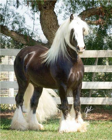 Chocolate Palomino Horse